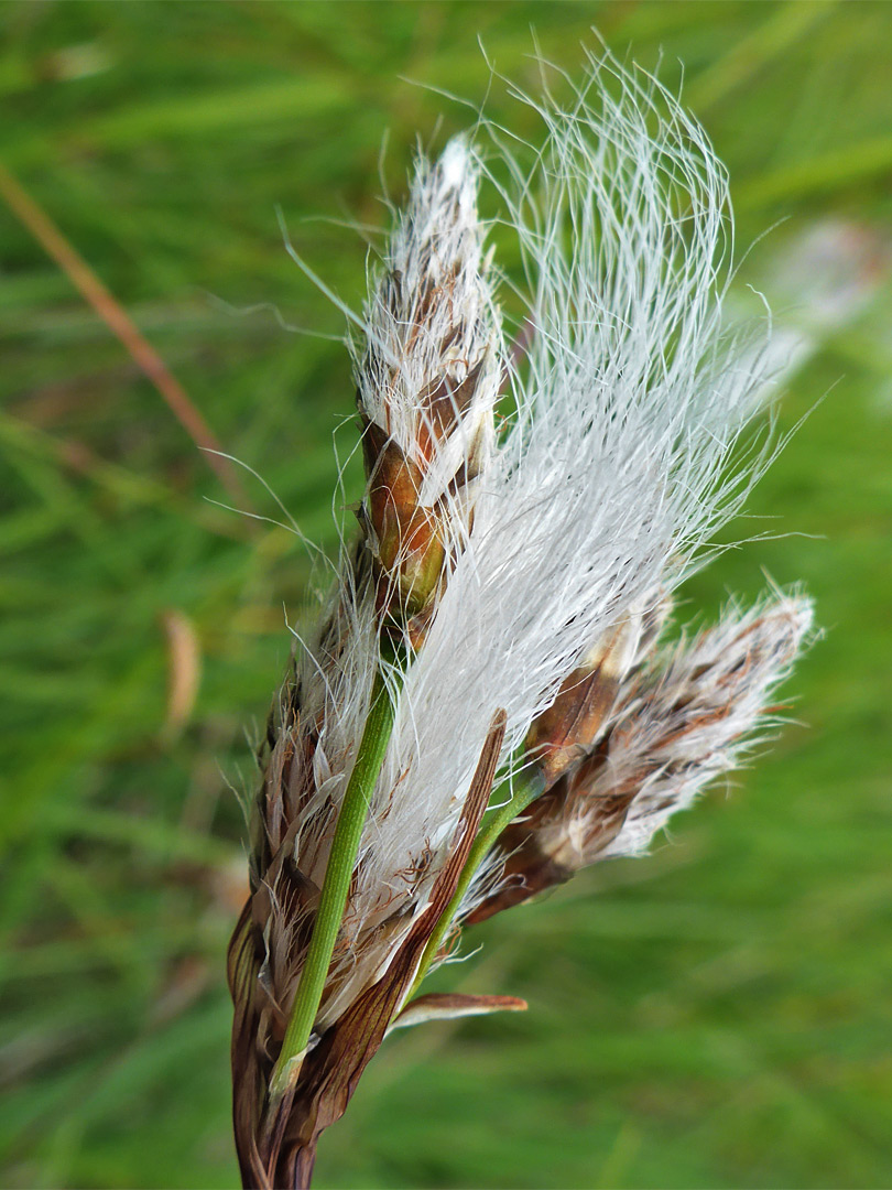 Cottongrass