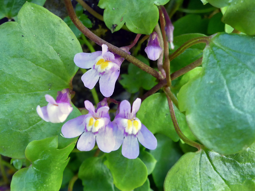 Purple flowers