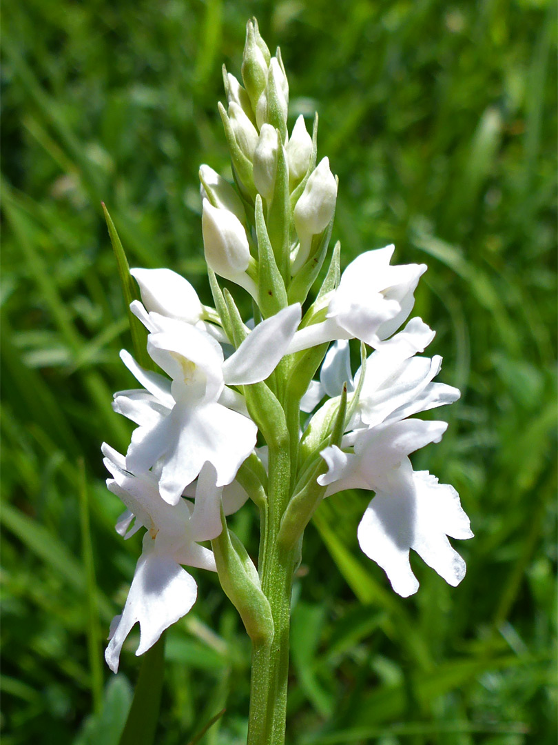 White flowers