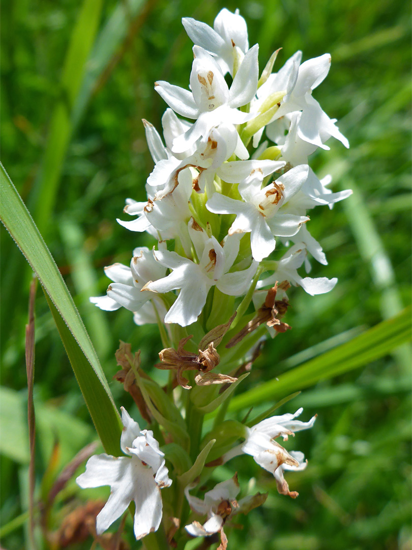 White-flowered variety