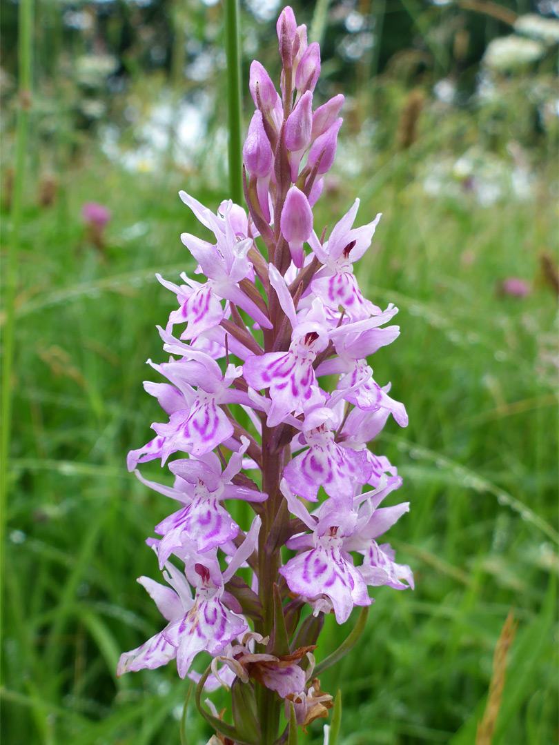 Common spotted orchid