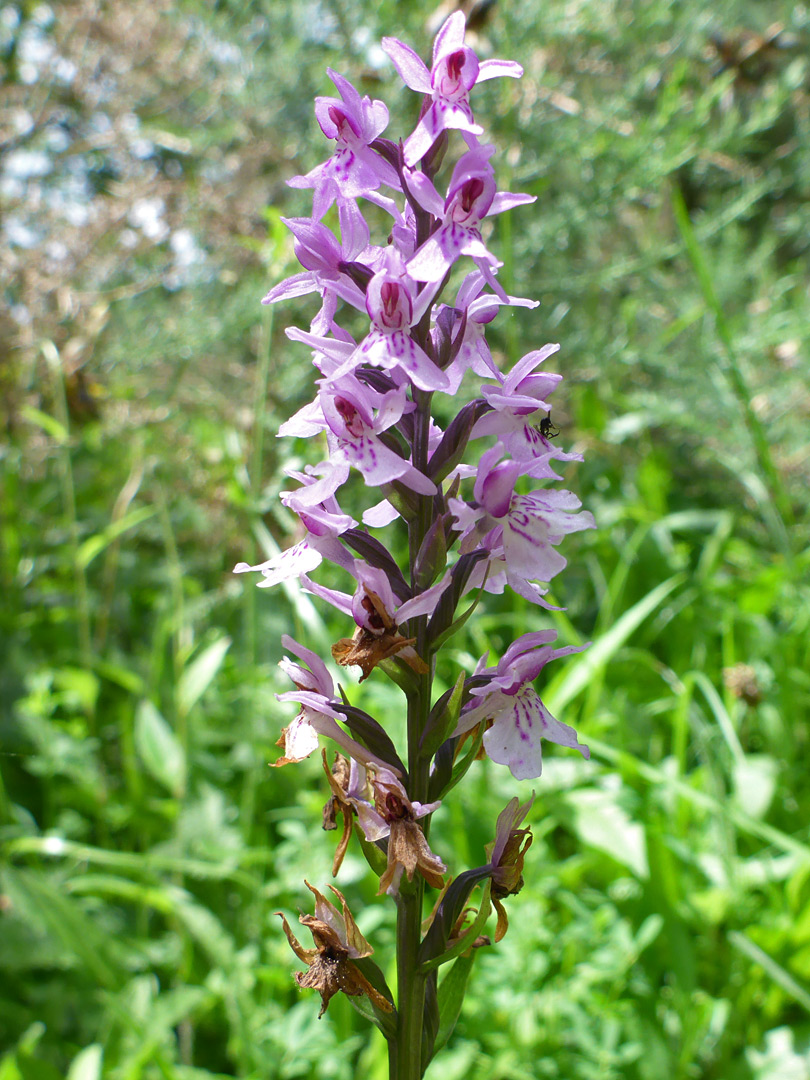 Common spotted orchid