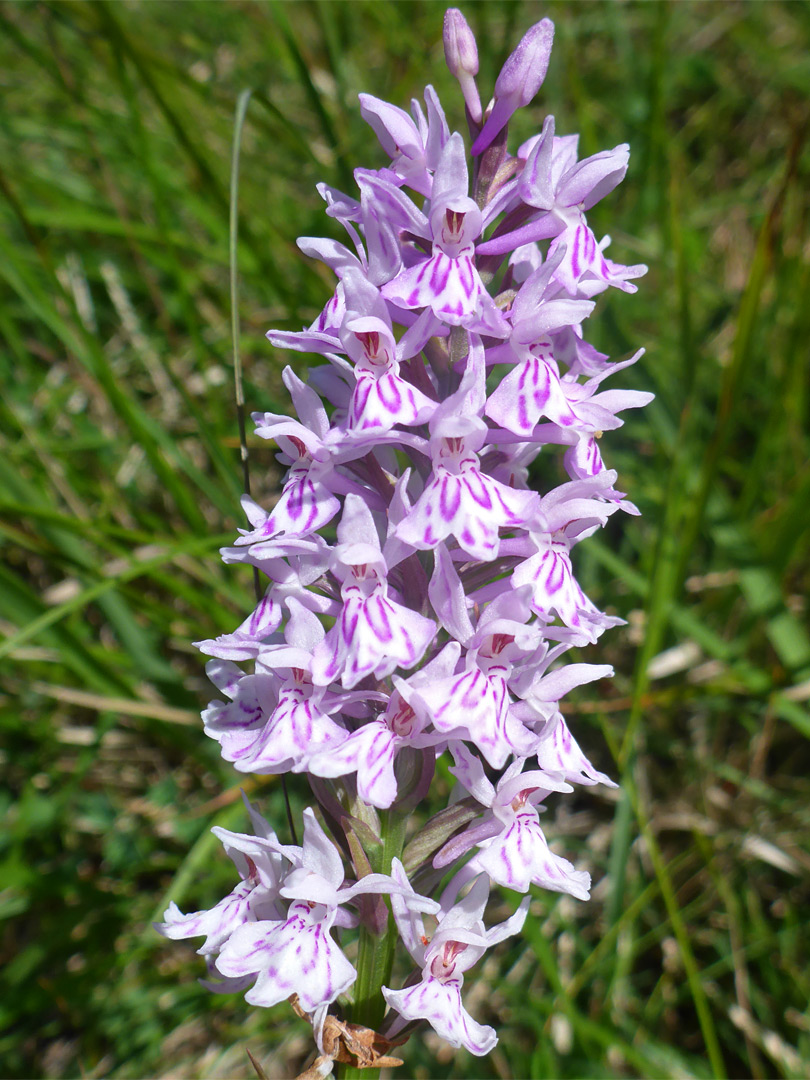 Elongated flower cluster