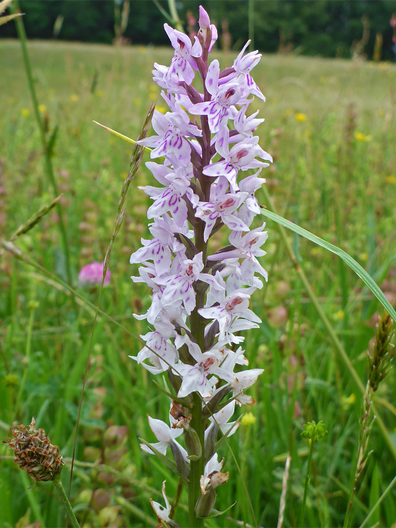 Common spotted orchid