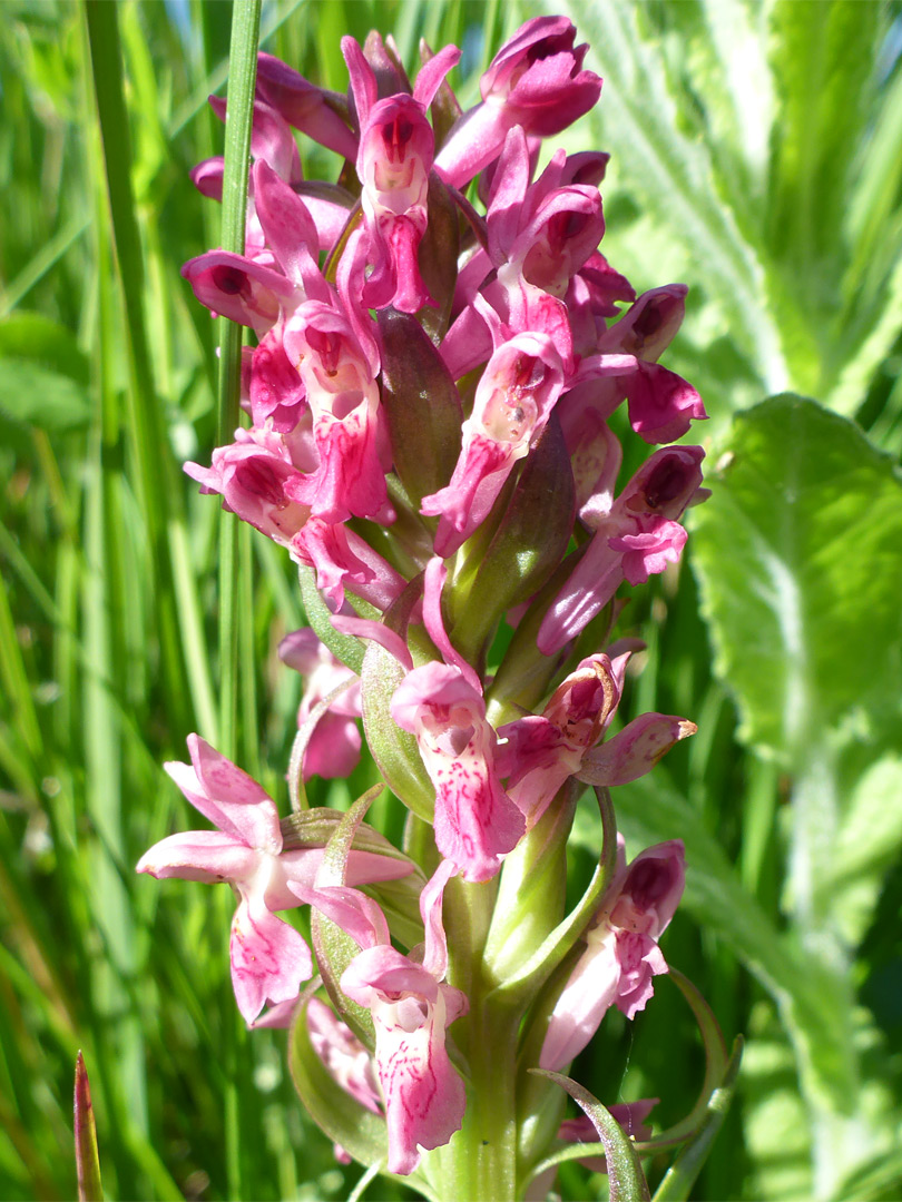 Early marsh orchid