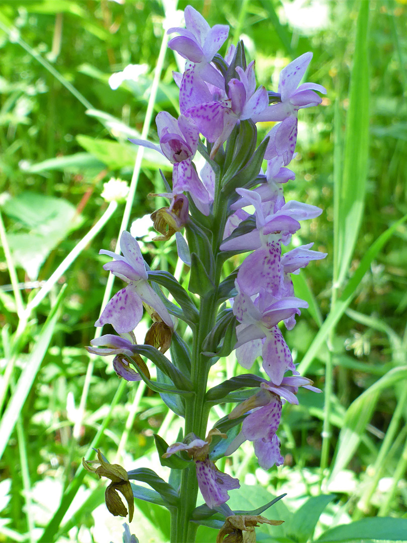 Early marsh orchid