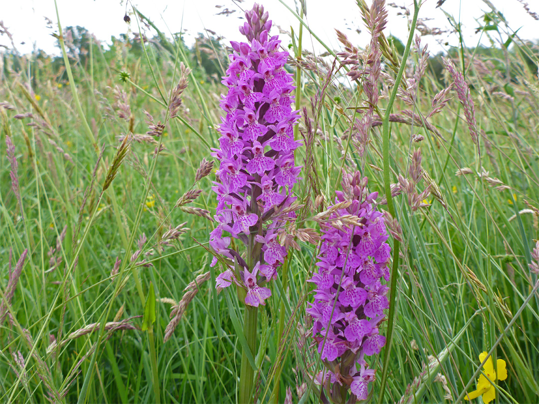 Two flower spikes