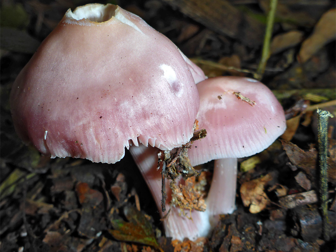 Lilac bonnet