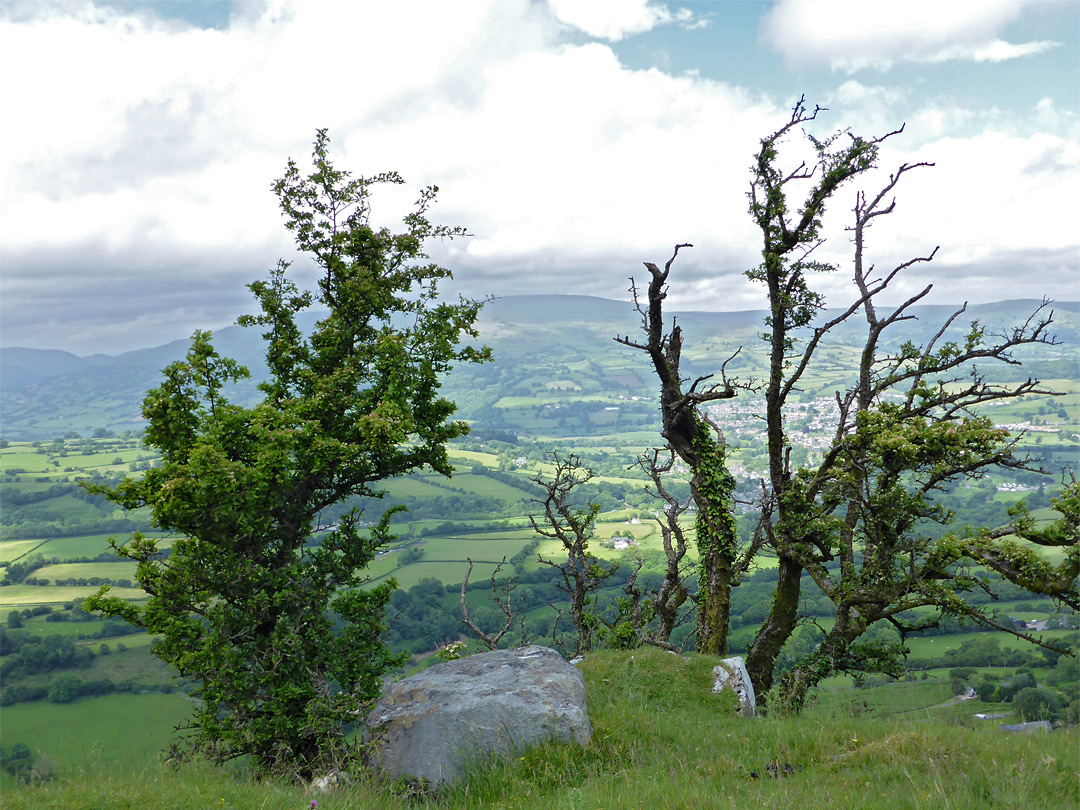 Trees on Daren Cilau