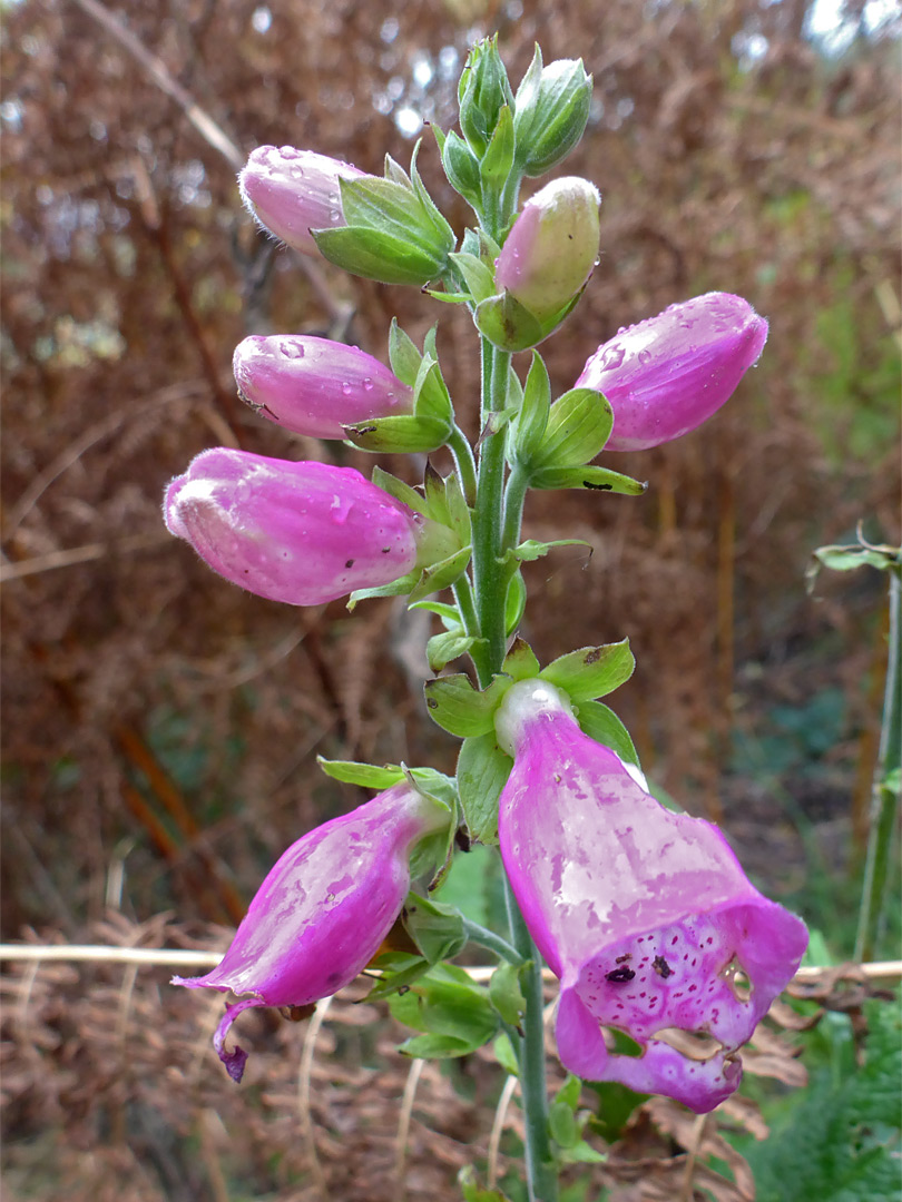 Common foxglove