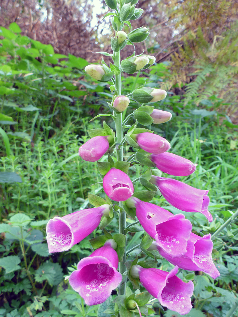 Flowers and buds