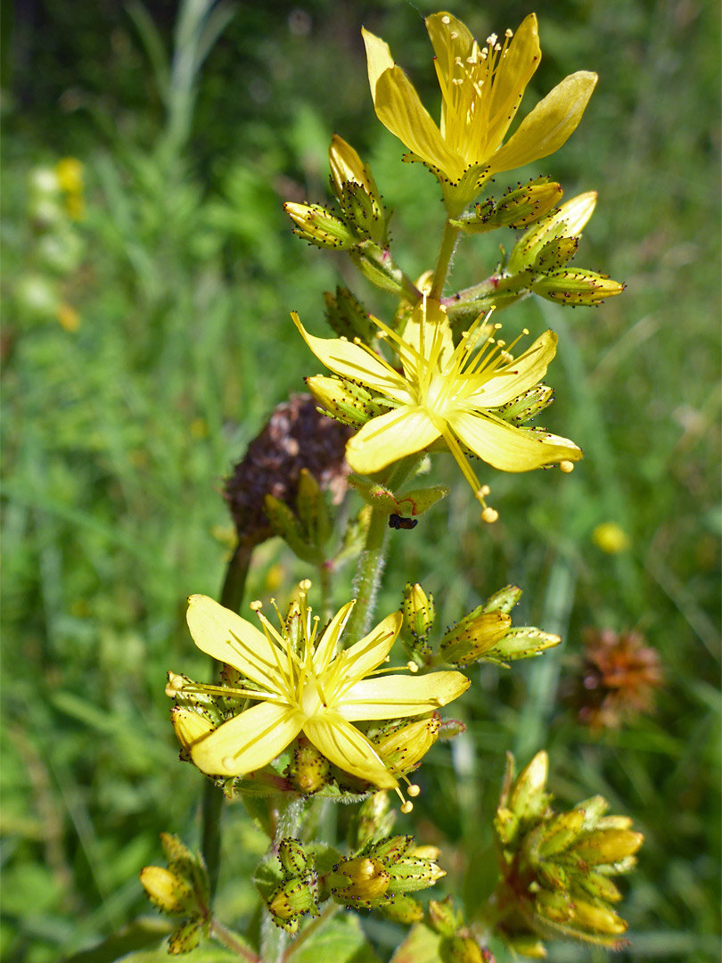 Hairy St John's-wort