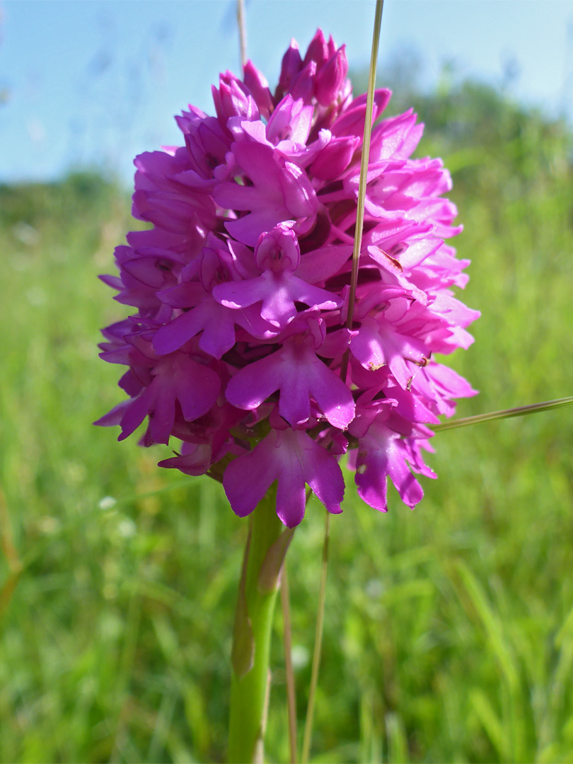 Pyramidal orchid