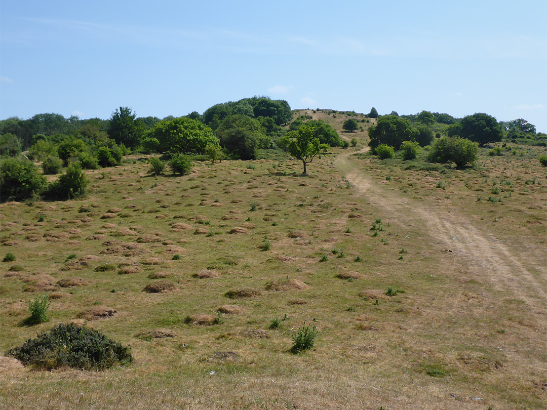 Path across the hillfort