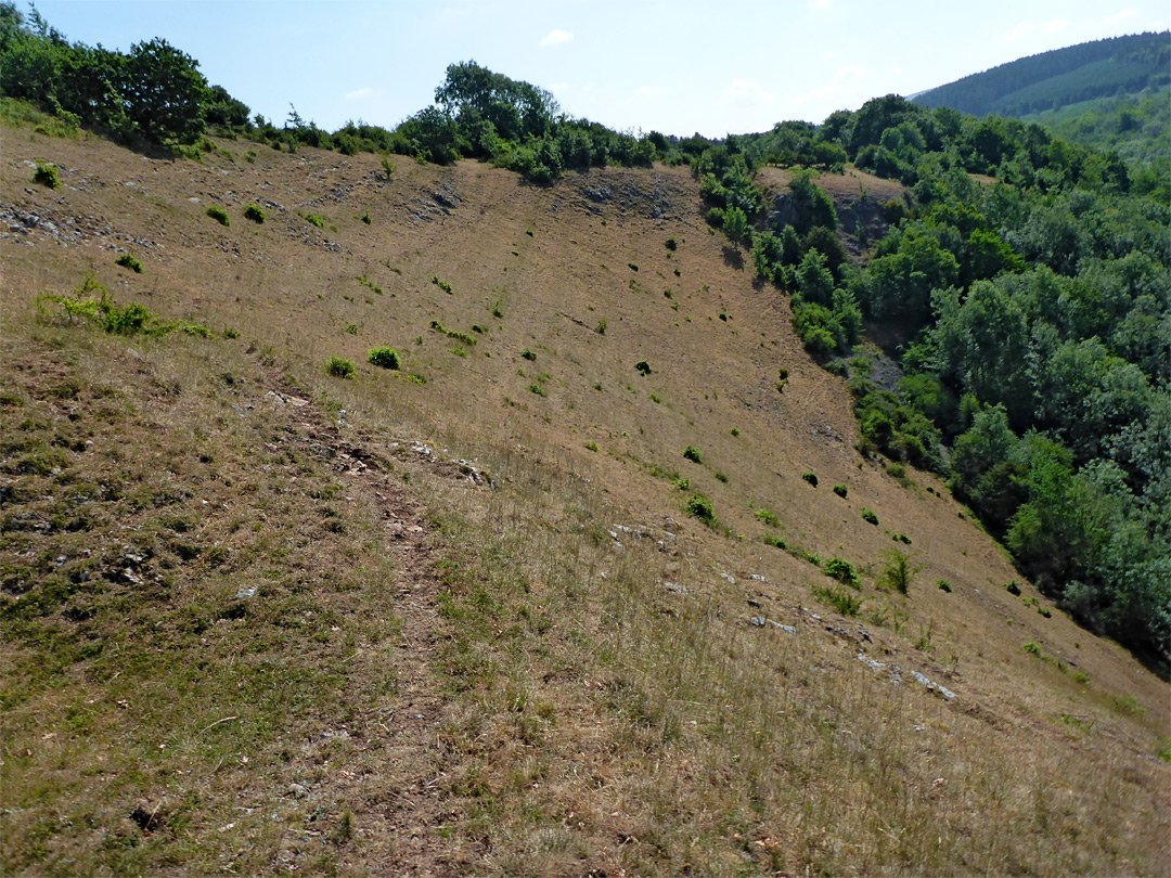 Arid grassland