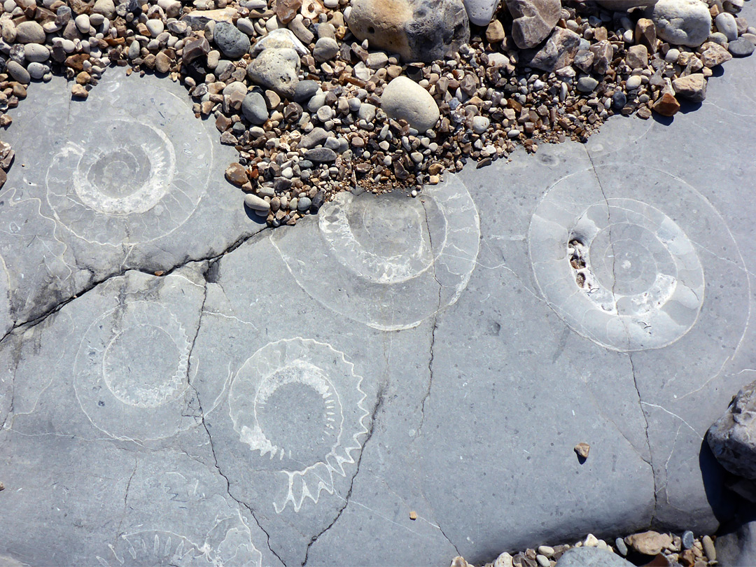 Ammonites