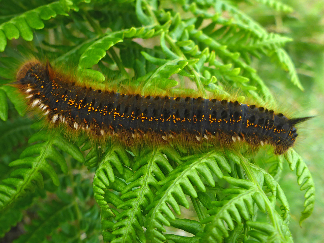 Drinker moth caterpillar