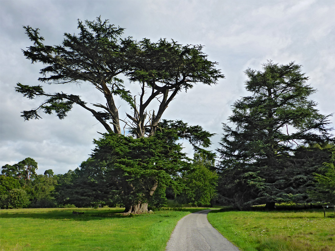 Road and trees