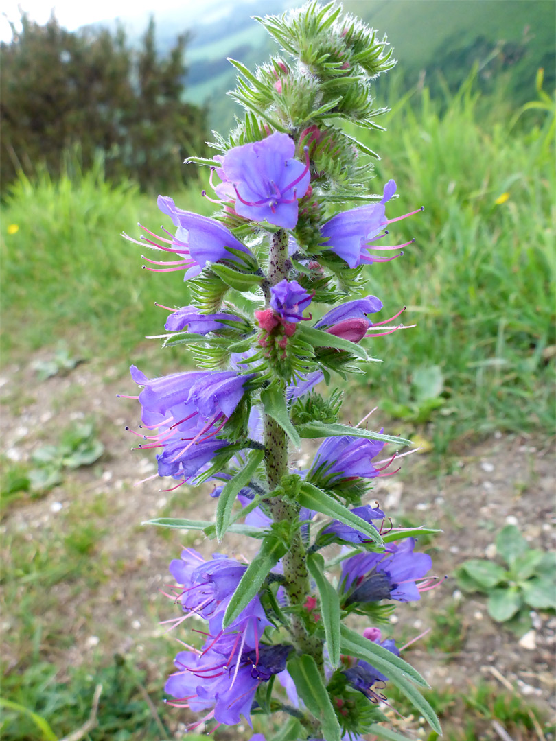 Viper's bugloss