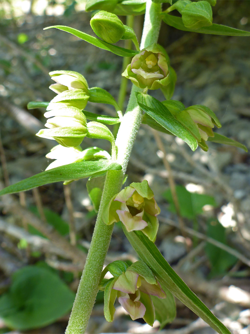 Flowers and buds