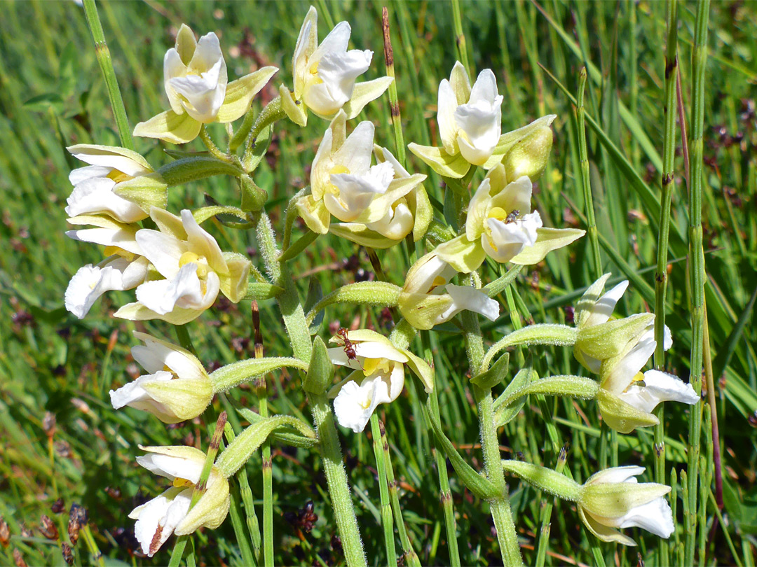 Marsh helleborine, yellow form