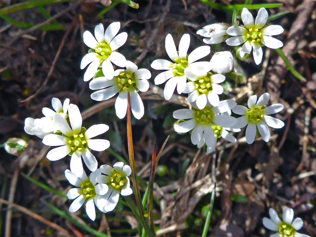 Small white flowers