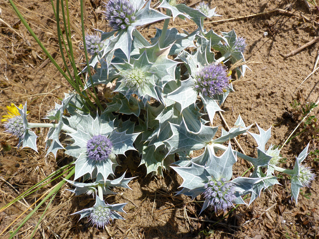 Spiny leaves