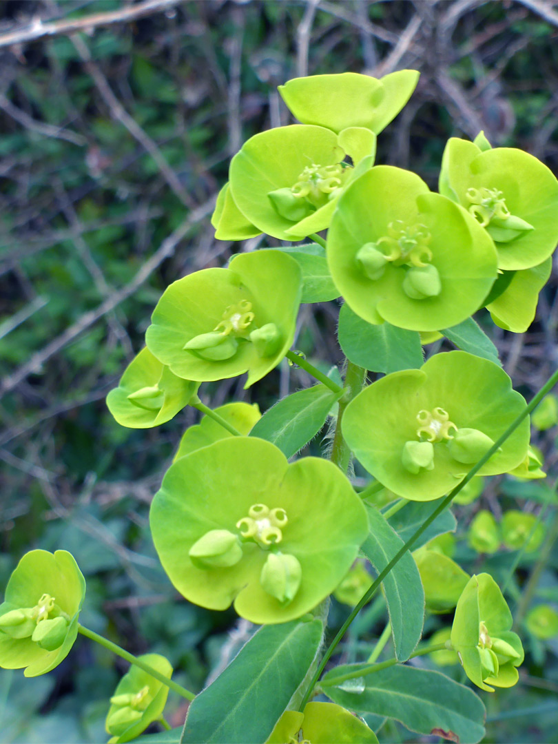 Yellow-green flowers