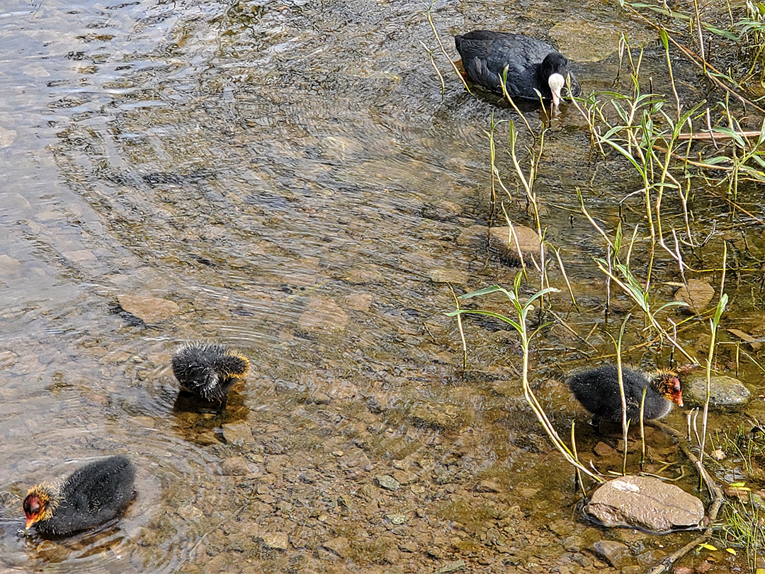 Eurasian coots