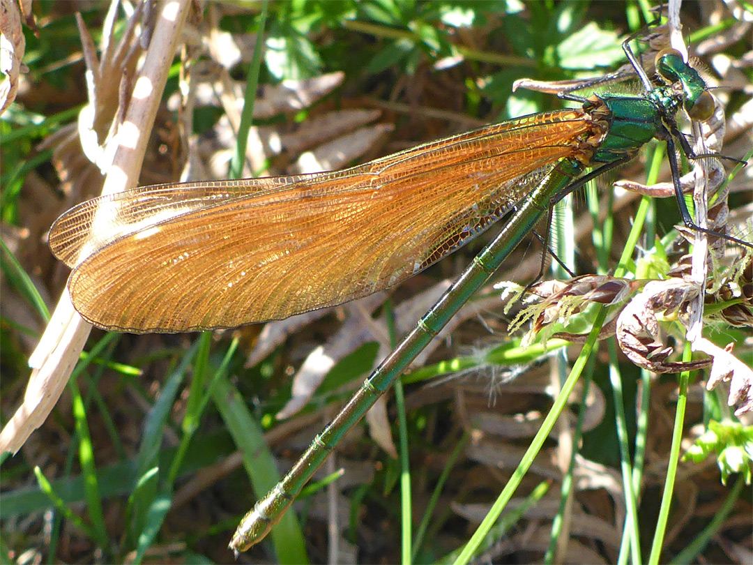 Beautiful demoiselle