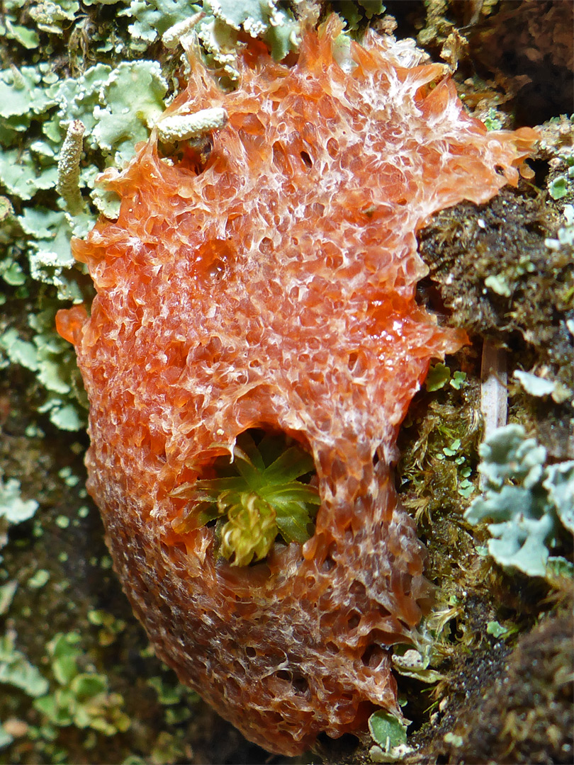 Red slime mold