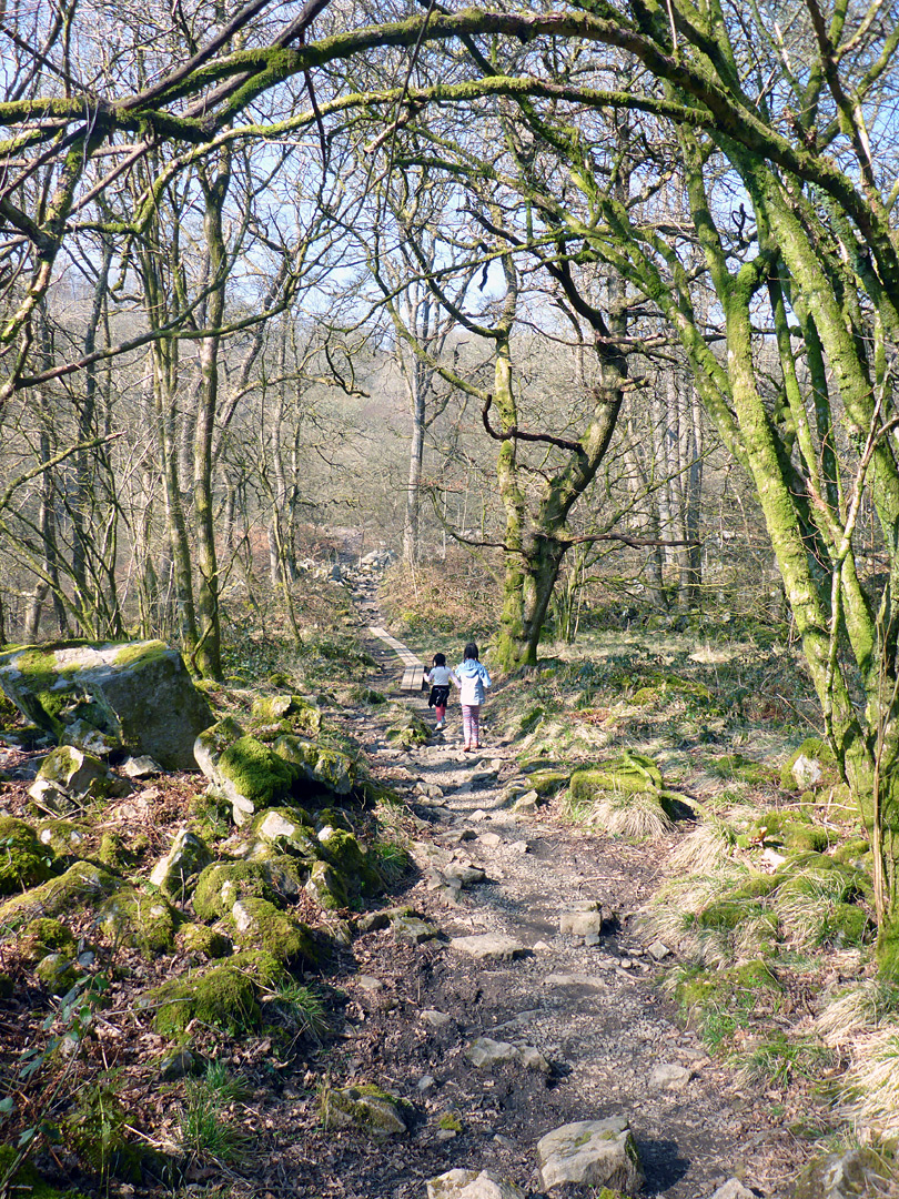 Mossy trees