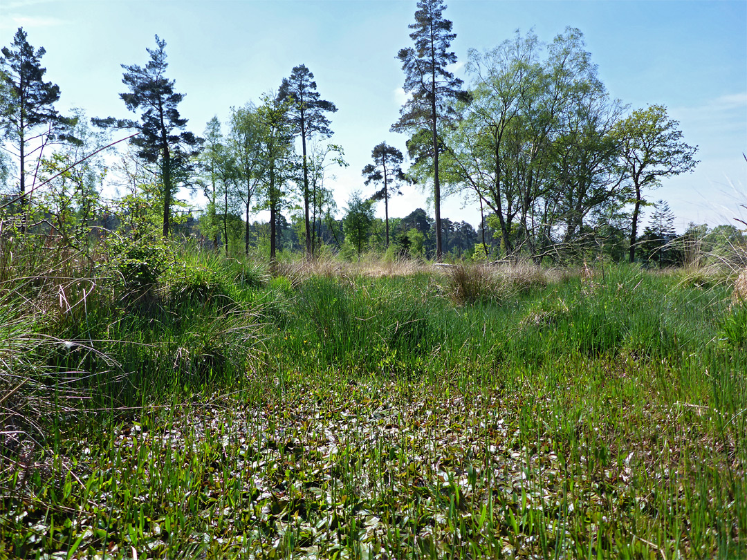 Line of trees