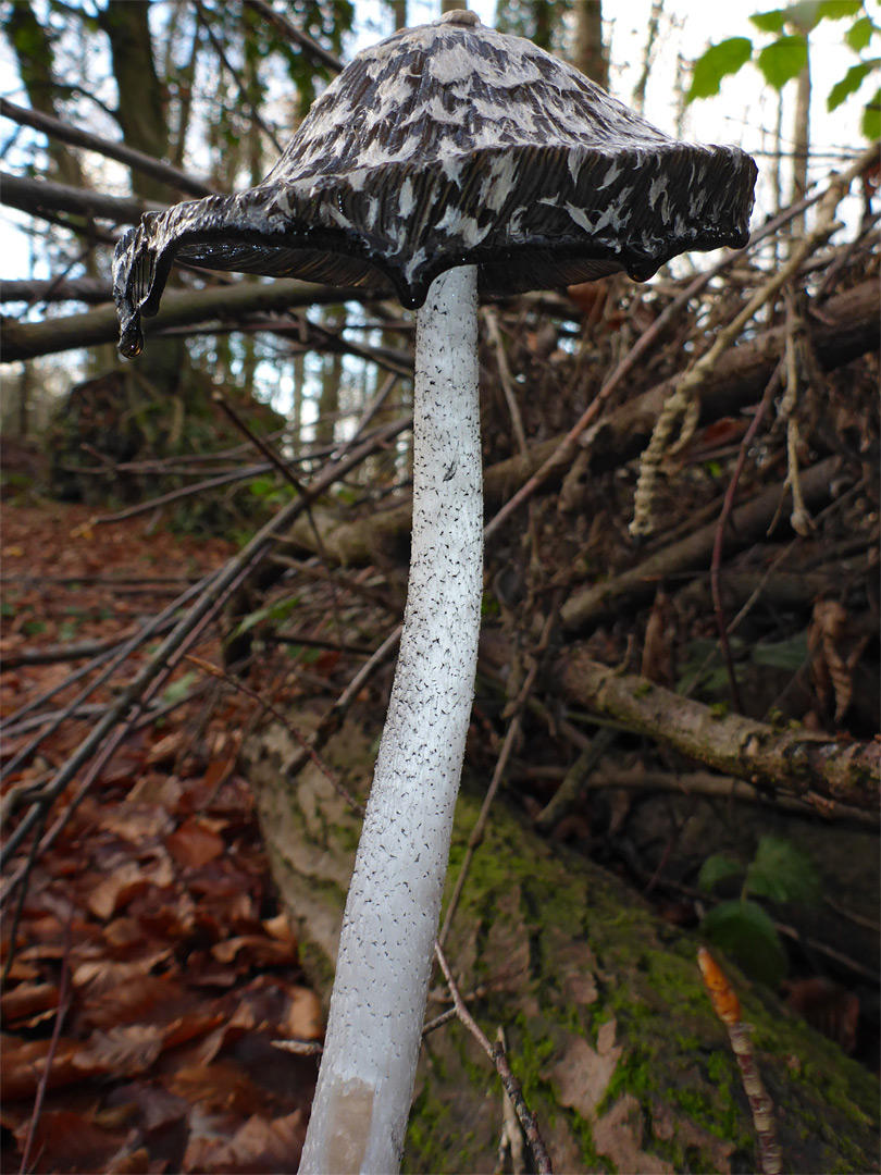 Magpie inkcap