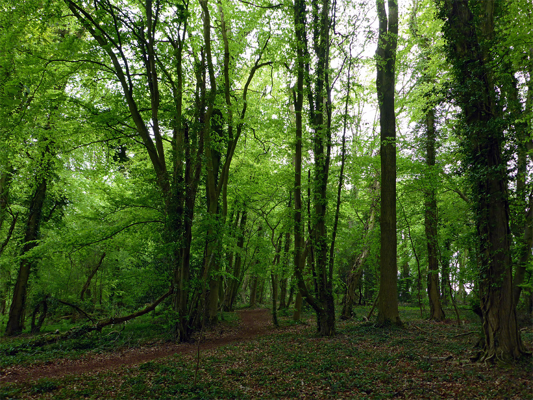 Shady trees