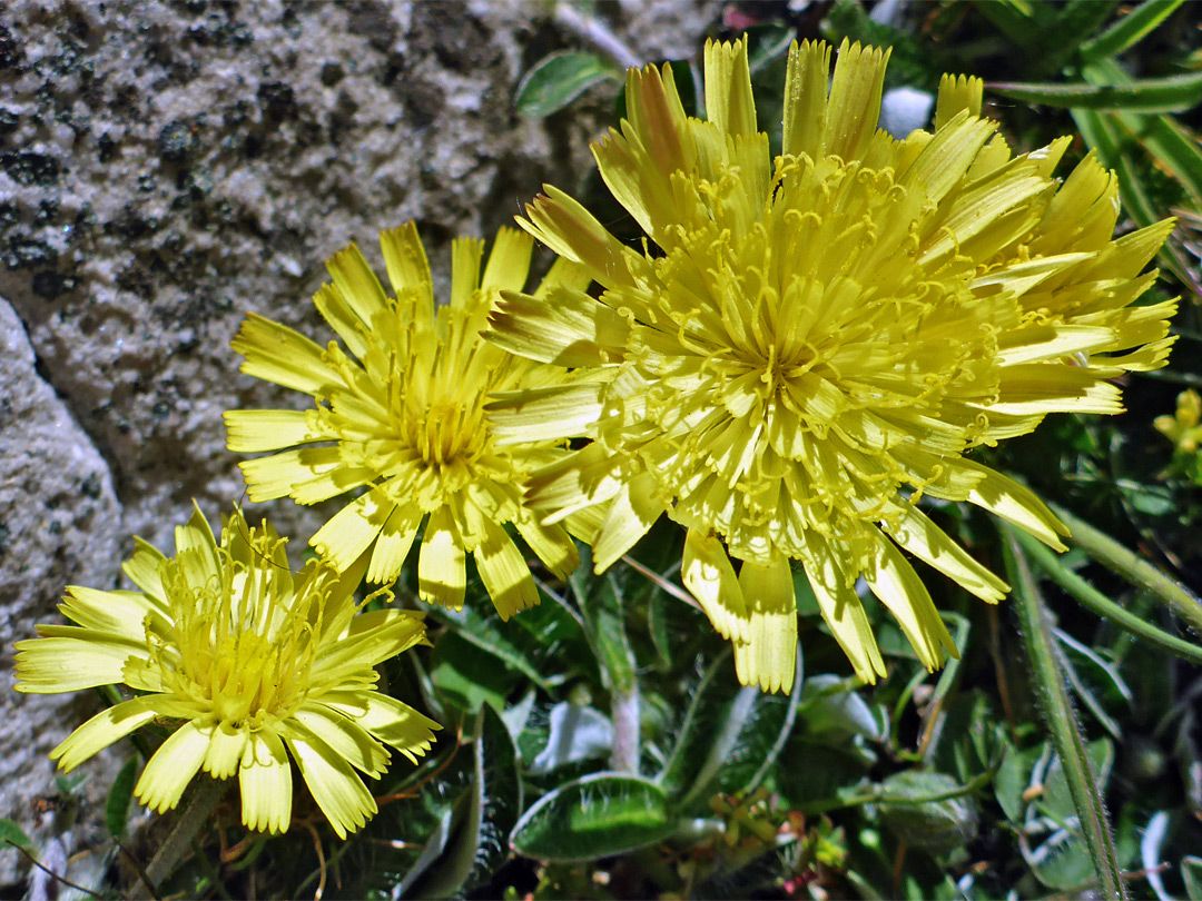 Mouse-ear hawkweed