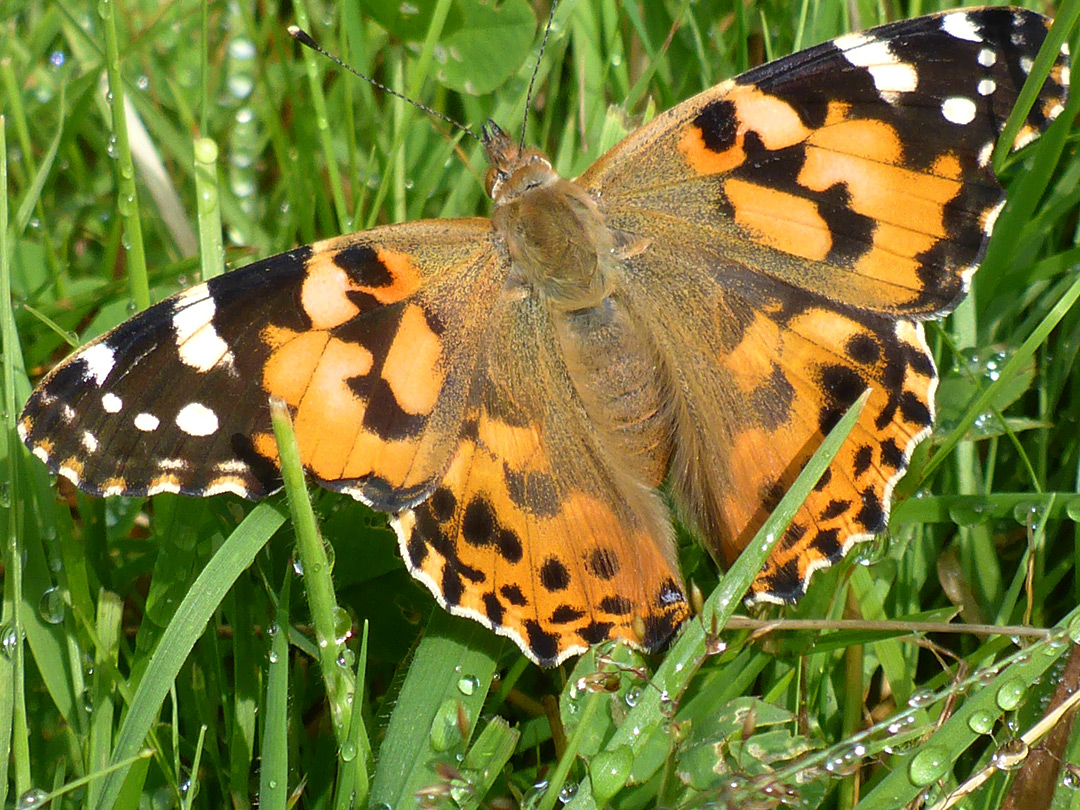 Painted lady