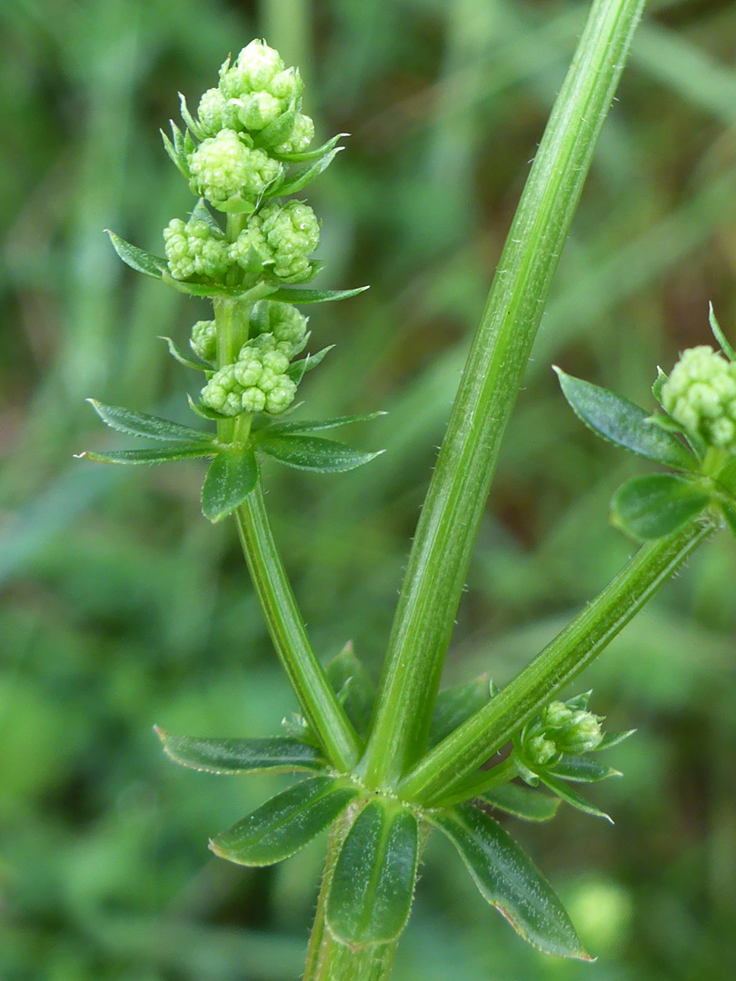 Hedge bedstraw