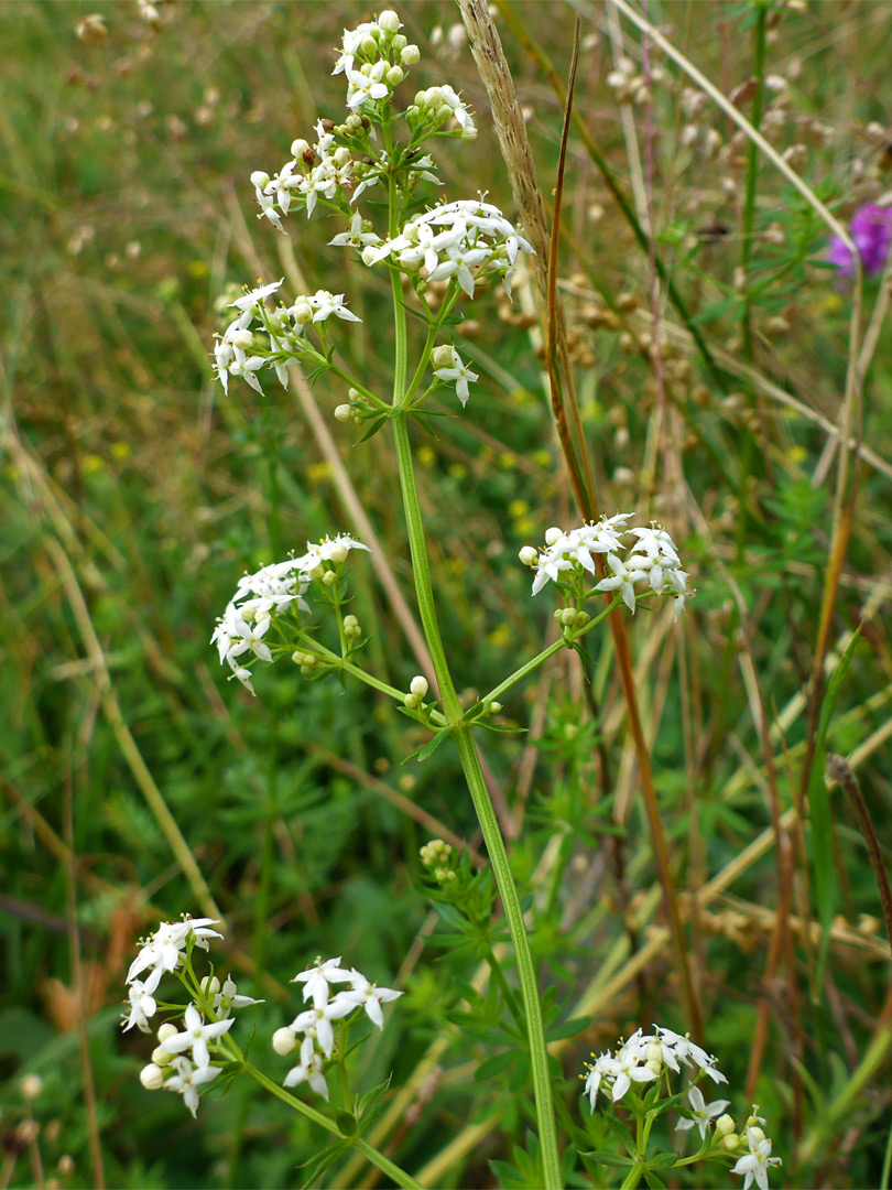 Leaves and side-stems