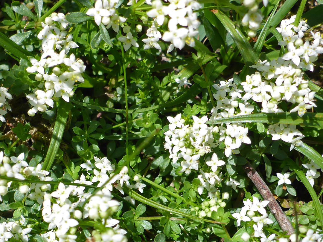 Tiny flowers