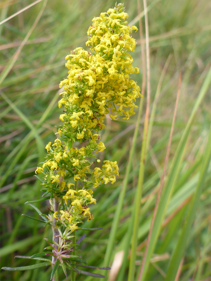 Many flowers