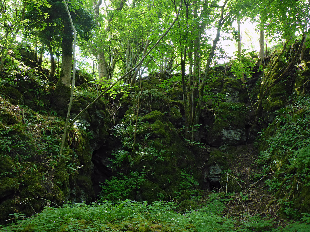 Cliff and trees