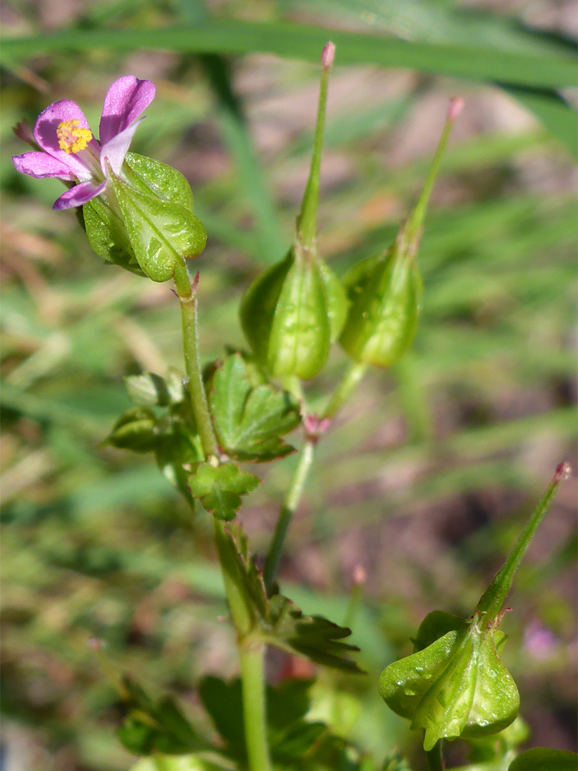 Shining cranesbill