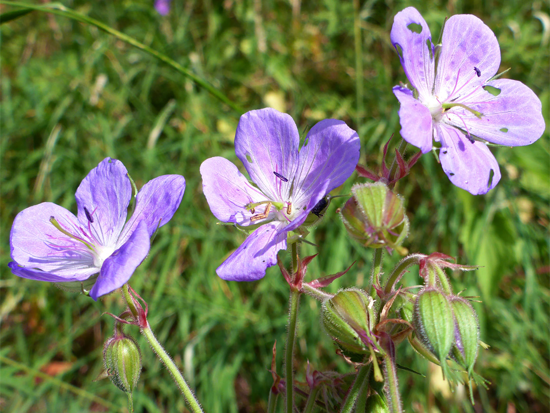 Three flowers