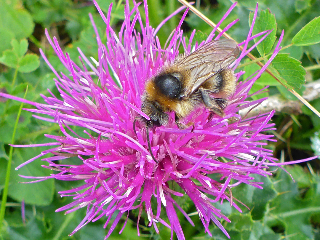 Bee on knapweed