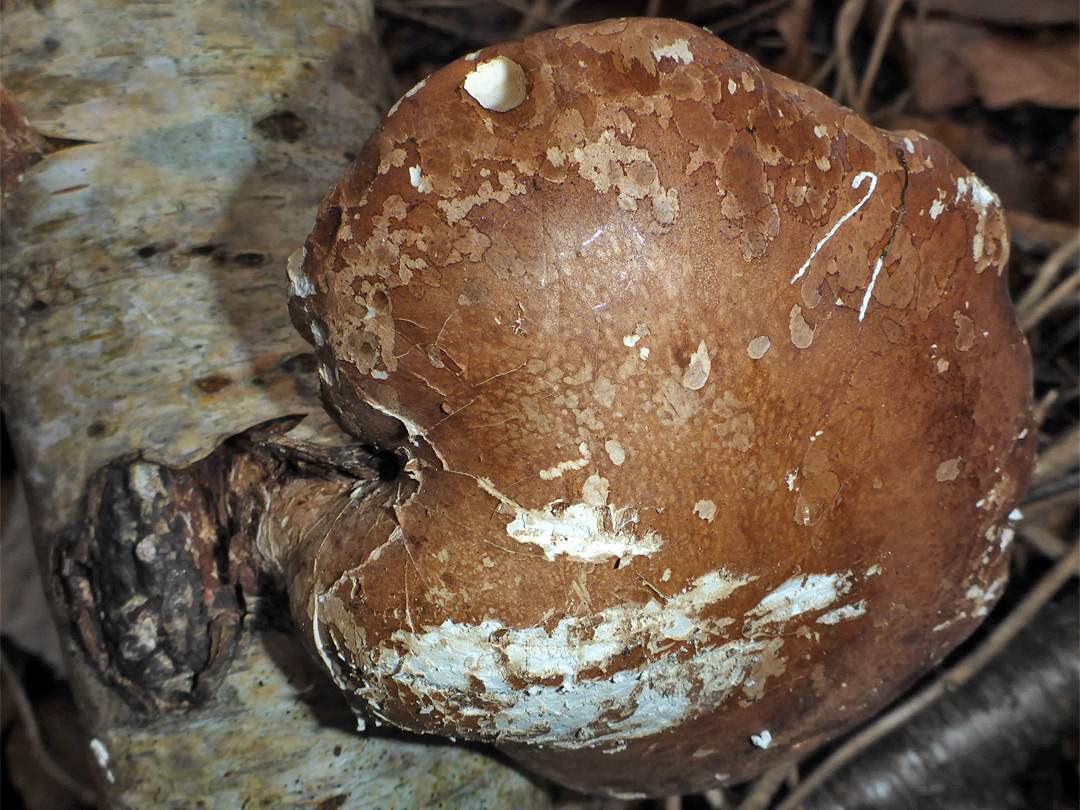 Birch polypore