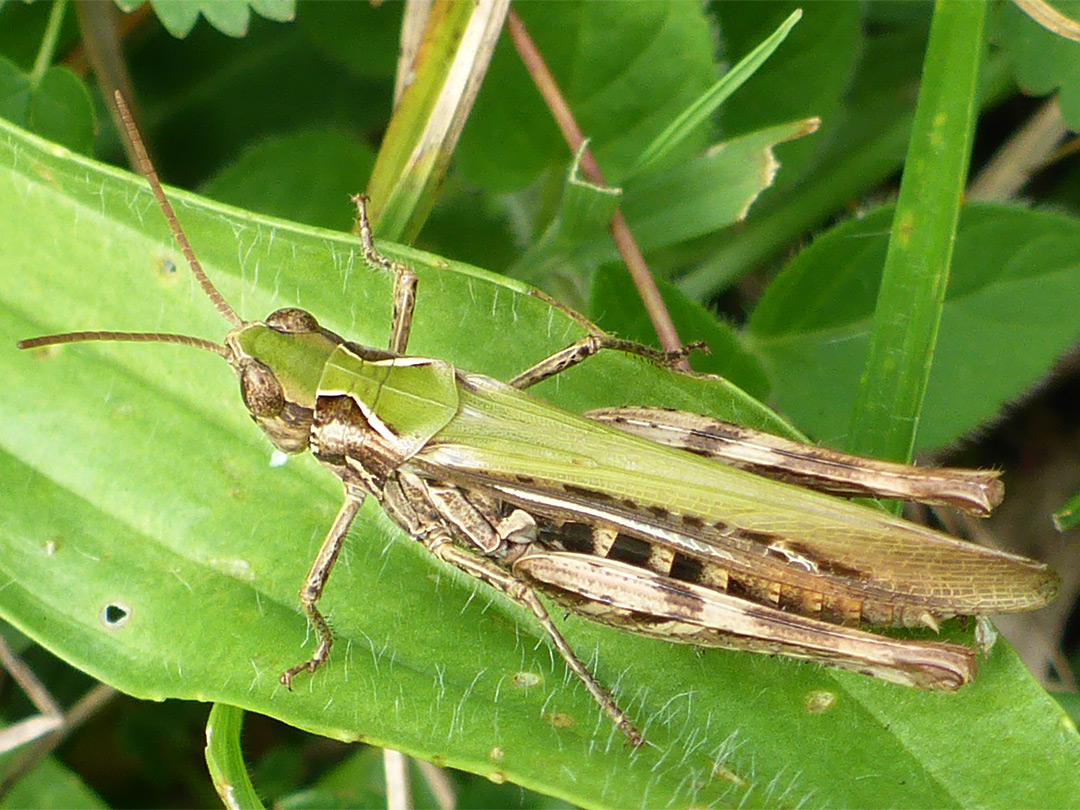 Common grasshopper