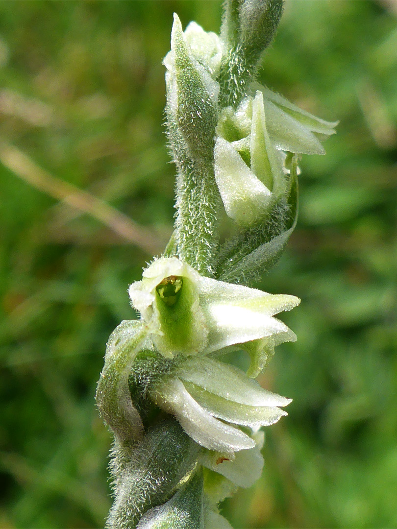 Autumn ladies tresses