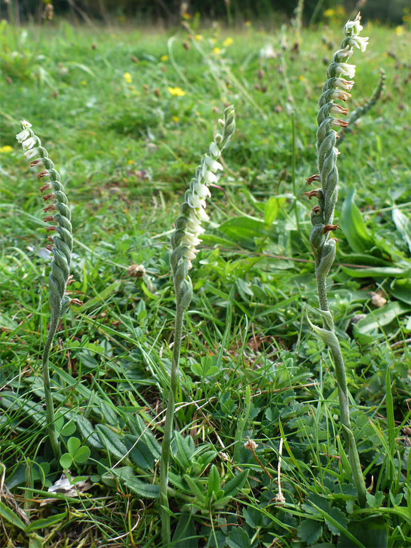 Three orchid stems