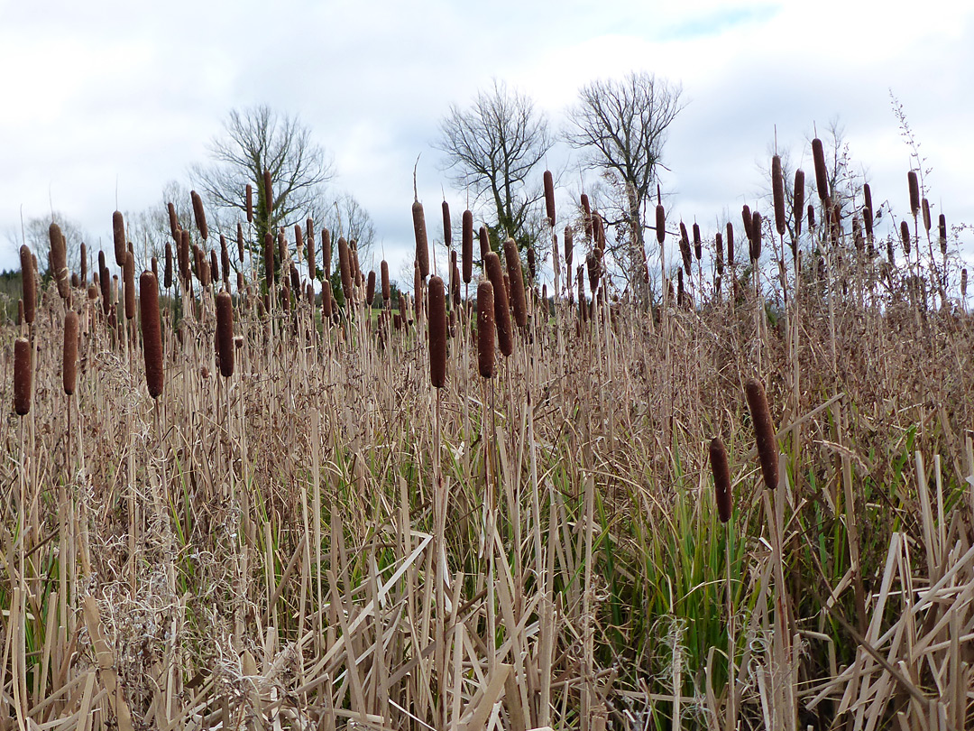 Bulrushes